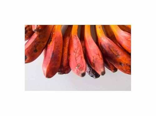 Stk - 2x Musa sp. Makira Blood Blutbanane Bananen Baum Pflanzen - Samen ID1688 - Seeds & Plants Shop by Ipsa