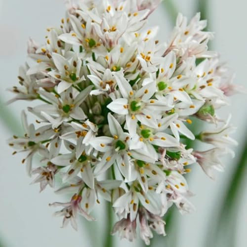 Allium Ramosum | 3 Stück | duftend | Verwildernd | Weiß | Rarität | Besonderer Sommerblüher | 100% Blütegarantie | QFB Gardening