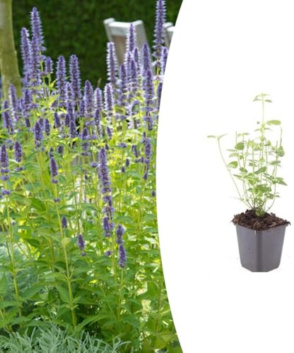 Agastache 'Black Adder' | 24 pezzi - 10-25cm - Ø9cm - Pianta da giardino