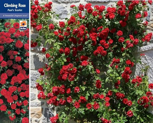 Rose Bush Pauls Scarlet Climbing Fragrant Bare Rooted Garden Plant S 250CM