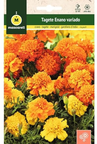 Mascarell Semillas, TAGETE ENANO VARIADO, Semillas Flores Exterior para Decoración, 2 Gramos