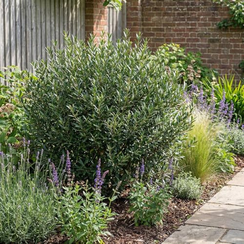 Bloomique - Phillyrea angustifolia - Steinlinde - Gartenpflanze - Heckenpflanze - Wintergrün - Höhe 70-90 cm - Topf 23 cm