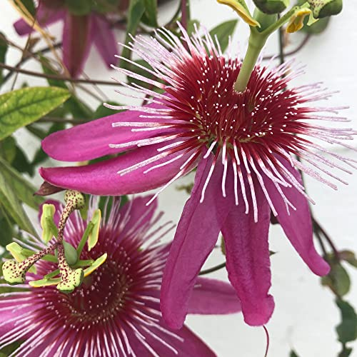 GardenersDream Passiflora Anastasia - Violette Passionsblume Pflanze - Kletterpflanzen Exotisch - Balkon Pflanzen Großblumig