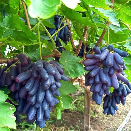 plantas de uva - semillas plantas de uva uvas jardín variedades antiguas semillas jardín -serie raras- vid jardín balcón frutales jardín plantar perennes al aire libre 150pcs