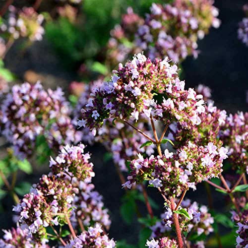 Oregano (Origanum Vulgare) 2000 Perennial Houseplant Seeds.