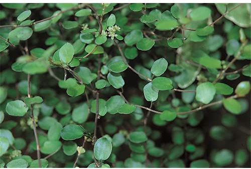 Mühlenbeckia complexa kleinblättrig - winterhart, im Topf 12 cm, in Gärtnerqualität von Blumen Eber - 12cm