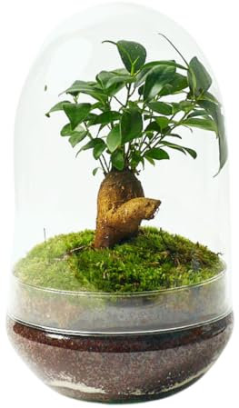 Terrario Plantas Cristal - Cúpula con Ficus Ginseng | Jardin Eterno en Cristal o Ecosistema Cerrado | Ideal para Decoración Hogar | Terrarios Autónomos | Mediano, 30 cm x 19 cm