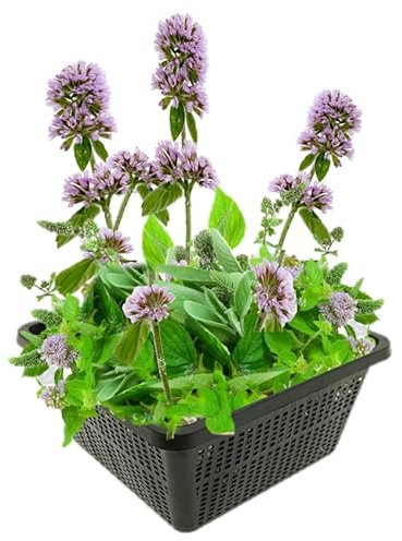 vdvelde.com - Wasserminze - 4 Stück - 1 Teichkorb - Mentha Aquatica - - Minzduftende Sumpfpflanze- Ausgewachsene Höhe: 60 cm- Platzierung: -1 bis -10 cm