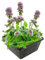 vdvelde.com - Wasserminze - 4 Stück - 1 Teichkorb - Mentha Aquatica - - Minzduftende Sumpfpflanze- Ausgewachsene Höhe: 60 cm- Platzierung: -1 bis -10 cm