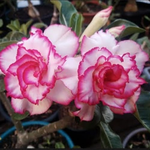 Bulbi di rosa del deserto. Adenium obesum bulbi. Pianta di rosa del deserto. Resistente alla siccità. Forte adattabilità.Resistente al freddo. -2 bulbi-B