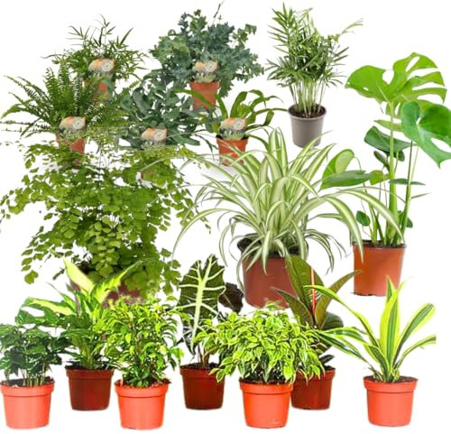 Grüne Überraschung - Zufällige Pflanzen im 12cm Topf, 30-75 cm hoch, pflegeleicht, für Wohnzimmer, Schlafzimmer, Büro (9 Pflanzen)