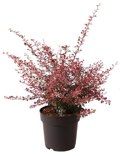 Berberitze, Berberis 'Rose Glow', immergrün, Beeren, Dornen, pflegeleicht, Hecke