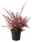 Berberitze, Berberis 'Rose Glow', immergrün, Beeren, Dornen, pflegeleicht, Hecke