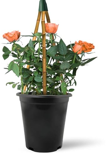 Climbing Rose in 2 Litre Pot - Golden, Pink, Red, White and Orange - Excellent Rose for Walls, Pillars Trellises and Arches (Orange)