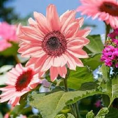 10 graines de tournesol géantes roses.