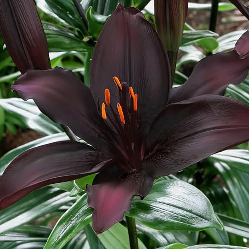 Lilien Zwiebeln Blacklist - 10 Zwiebeln - Blumenzwiebeln Frühling - Sommerblumen mehrjährig winterhart - Niederländische Qualität - Für Garten und Töpfe - Kübelpflanzen winterhart