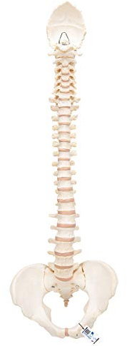 3B Scientific Menschliche Anatomie - BONElike ™ Wirbelsäule + kostenlose Anatomie App - 3B Smart Anatomy