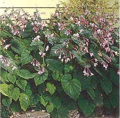 Semillas Begonia Hardy Grandis perennes