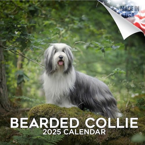 Bearded Collie Kalender 2027, 16-Monats-Wandkalender 2026 2027, Geschenk für Hundeliebhaber, dickes 100# Papier, große Schreibblöcke, hergestellt in den USA, zotteliges Hundedekor, Lehrergeschenk