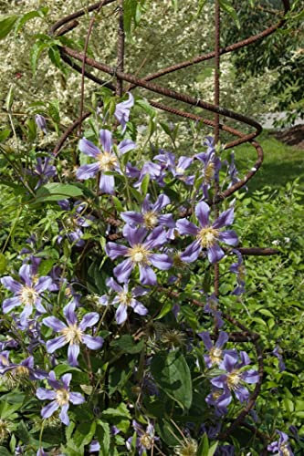 Clematis integrifolia 'Durandii' 60–100 cm – Winterhart, Mehrjährig, Pflegeleicht – Waldrebe – Staude für Beet & Rankhilfe