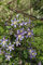 Clematis integrifolia 'Durandii' 60-100 cm - Waldrebe, tiefblaue Blüten, Blütezeit Juni-September, ideal für Rankgerüste, bienenfreundlich, pflegeleicht