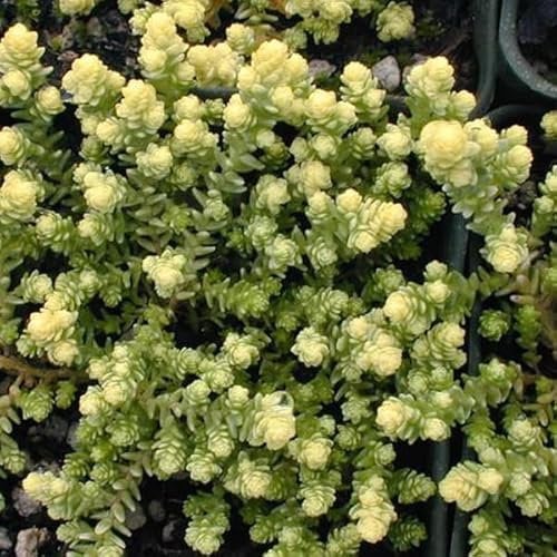 6 x Scharfer Mauerpfeffer 'Elegans' - Sedum Acre 'Elegans' Topf 9x9cm: Elegante Ausstrahlung für sonnige Standorte