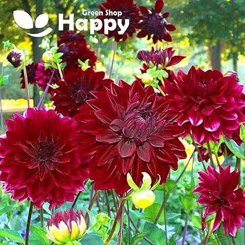 Dahlia Dwarf Seeds - Bloody Mary - 60 Seeds + Plant tag + Freebie - Dahlia Pinnata Dwarf Dark Red