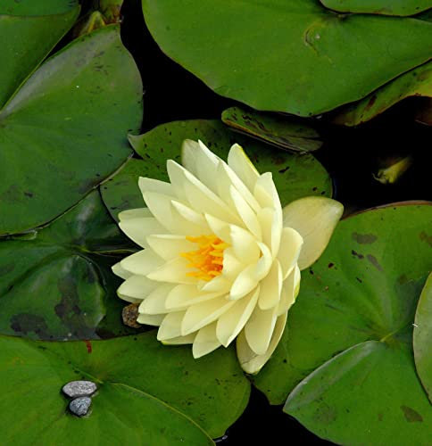 Seerose Gonnere - Nymphaea