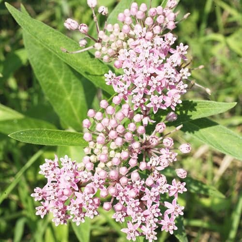 blumensamen - kräutersamen topf pflanze gartenblumen blumenwiese samen kräuterpflanzen garden flower seeds geschenke für kräutergarten pflanzensamen 100pcs