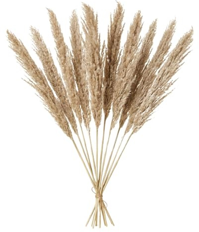 10er-Set Pampasgras getrocknet in Natur für Boho-Vasendeko 135 cm | 10er-Set Pampaszweige in Natur für Boden- und Tischvasen: getrocknetes Naturmaterial für Boho- und Landhaus-Arrangements.