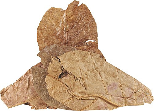 Fluker's Catappa Leaves for Hermit Crabs, 5 per pack
