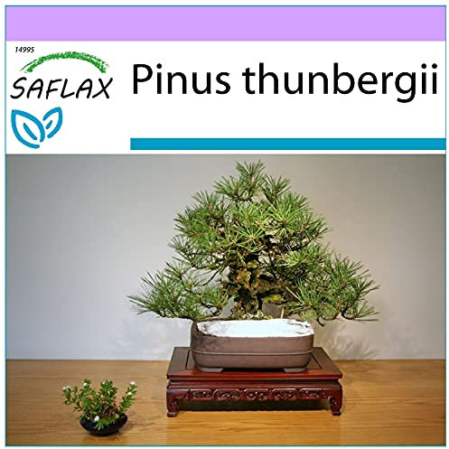 SAFLAX - Bonsai - Japanische Schwarzkiefer - 30 Samen - Pinus thunbergii