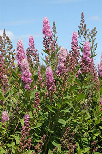 Kolbenspiere Spiraea billardii 'Triumphans' im Topf gewachsen ca. 60-100cm