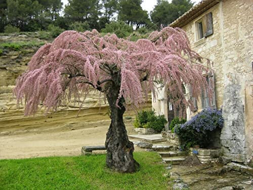 Tamarice comune Tamarix gallica tamarisco cipressina pianta in vaso ø11 cm h 20/40 cm circa FOTO REALI Vivaio di Castelletto
