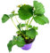 Erdbeer Pflanze Elan Fragaria x annassa