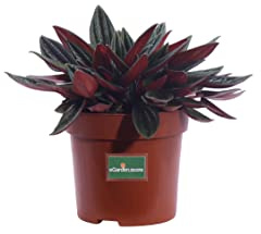 Pianta di Peperomia Caperata Rosso pianta da interno pianta ornamentale di Peperomia pianta tropicale pianta vera pianta succulenta venduta da eGarden.store