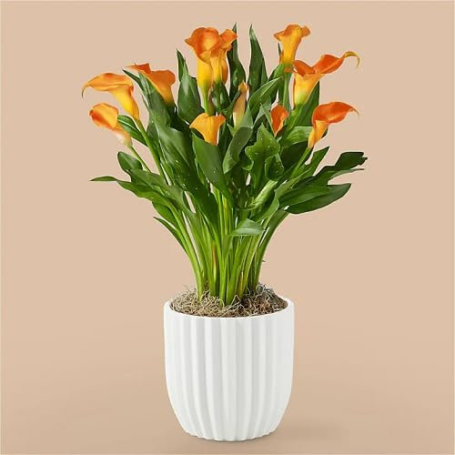 60 graines de fleurs de lys calla orange