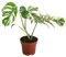Dehner Fensterblatt Variegata, Monstera deliciosa, grün-weiß panaschierte Blätter, 30-40 cm inkl. Pflanztopf, Ø Topf 17 cm, Zimmerpflanze