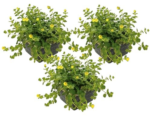 vdvelde.com - Pfennigkraut - 12 Stück - 3 Teichkörbe - Lysimachia Nummularia - Sumpfpflanze - Ausgewachsene Höhe: 10 cm - Platzierung: -1 bis -10 cm