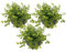 vdvelde.com - Pfennigkraut - 12 Stück - 3 Teichkörbe - Lysimachia Nummularia - Sumpfpflanze - Ausgewachsene Höhe: 10 cm - Platzierung: -1 bis -10 cm