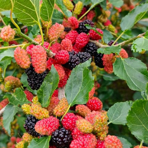 300 pcs maulbeeren bio samen säulenobst dekoration wohnzimmer Morus alba,maulbeerbaum maulbeere bonsai baum dankeschön geschenke klein dachbegrünung säulenobstbäume hochbeet