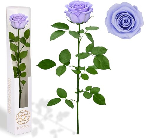 Gdecora Rosa Eterna Preservada de Color Lavanda con Tallo 55cm Mujer,Mamá,Novia,Abuela- Flores Infinita para Cumpleaños, Sant Jordi y Día de la Madre - Rosas Preservadas de Ecuador