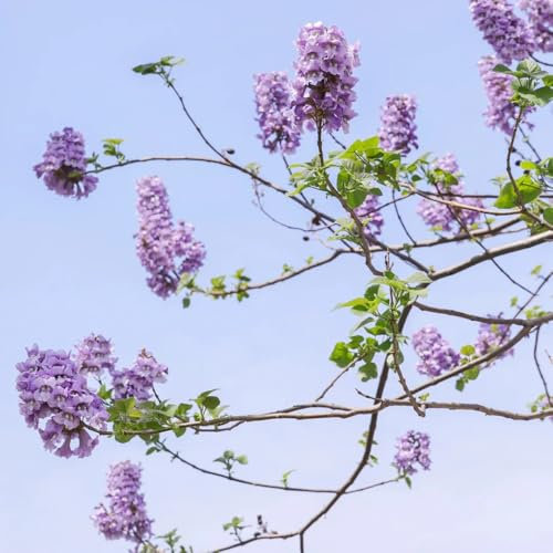blauglockenbaum paulownia samen winterharte blumen, grünpflanzen paulownia baum kaufen, paulownia tomentosa, baumsamen, bonsai samen indoor pflanzen samen, bäume pflanzen winterharte 600pcs
