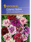 Dianthus Chineser-Nelken Mischung