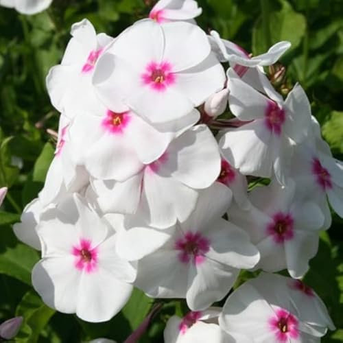 6 x Phlox paniculé 'Europa' - Phlox Paniculata 'Europa' - Godet 9x9 cm, Fleurs Rose Pâle, Excellent en Bordures