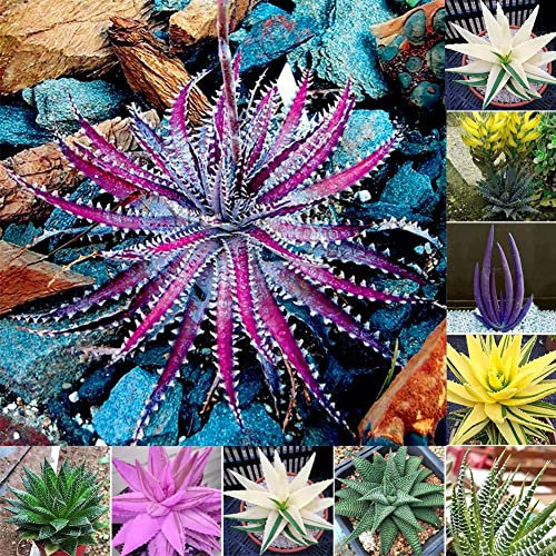 Haloppe 100 Stück Aloe Vera Pflanzen Samen für die Bepflanzung des Hausgartens, seltene Aloe Vera Samen Sukkulenten Kräuter Balkon Garten Topf Bonsai Pflanze Aloe-Vera-Samen