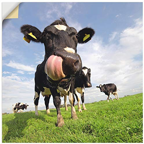 ARTland Wanddeko Wandtattoo selbstklebende Vinylfolie 70x70 cm Kuh Tiere Zunge Lustig Süß Landhaus Bauernhof T5WJ