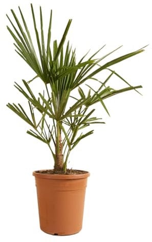 Bloomique - Trachycarpus Fortunei - Chinesische Hanfpalme - Palmen Winterhart Draußen - Höhe 60-70 cm - Topf 21 cm