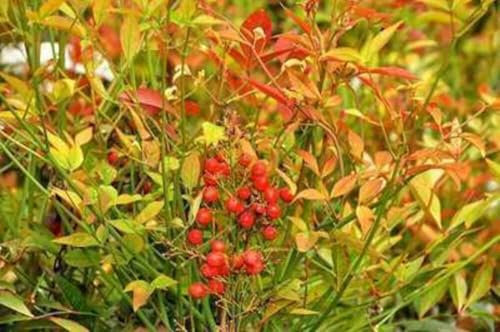 Nandina domestica - Bambou Sacré, Bambou Céleste, Nandine Domestique 60-80 cm en pot 10 liter/litre