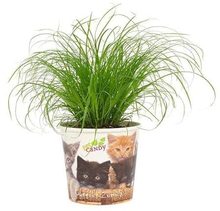 Katzengras – Cyperus Zumula – Wechselblättriges Zyperngras – Ø12cm – 23cm – Zimmerpflanze für Katzen – Natürliche Verdauungshilfe & Dekopflanze